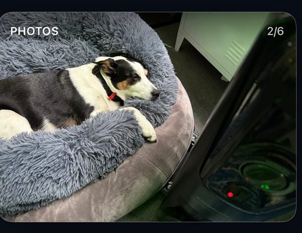 The Photos card, showing a personal photo of a dog asleep in its bed, 2 of 6